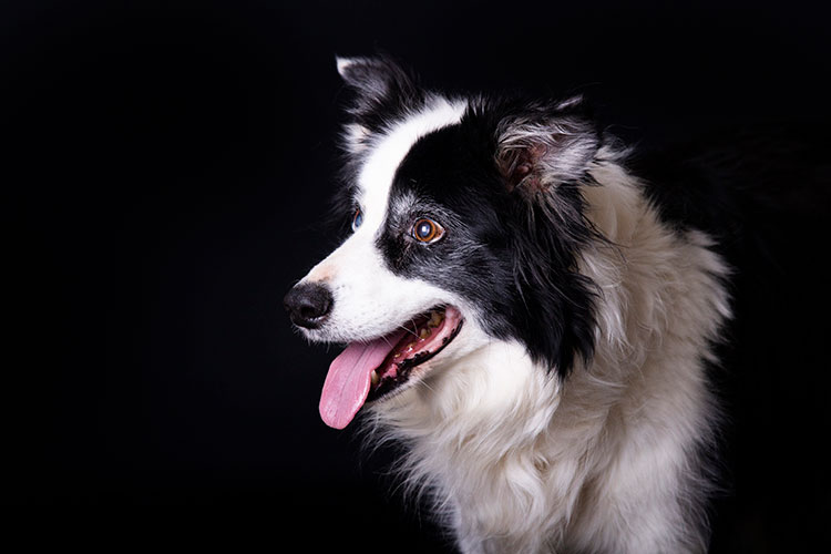 hondenfotoshoot in studio