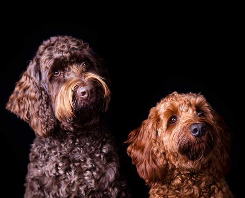 Dierenfotograaf met fotostudio in Brabant