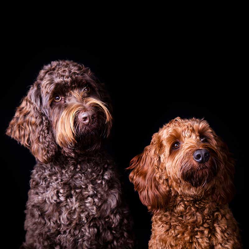 Dierenfotograaf met fotostudio in Brabant