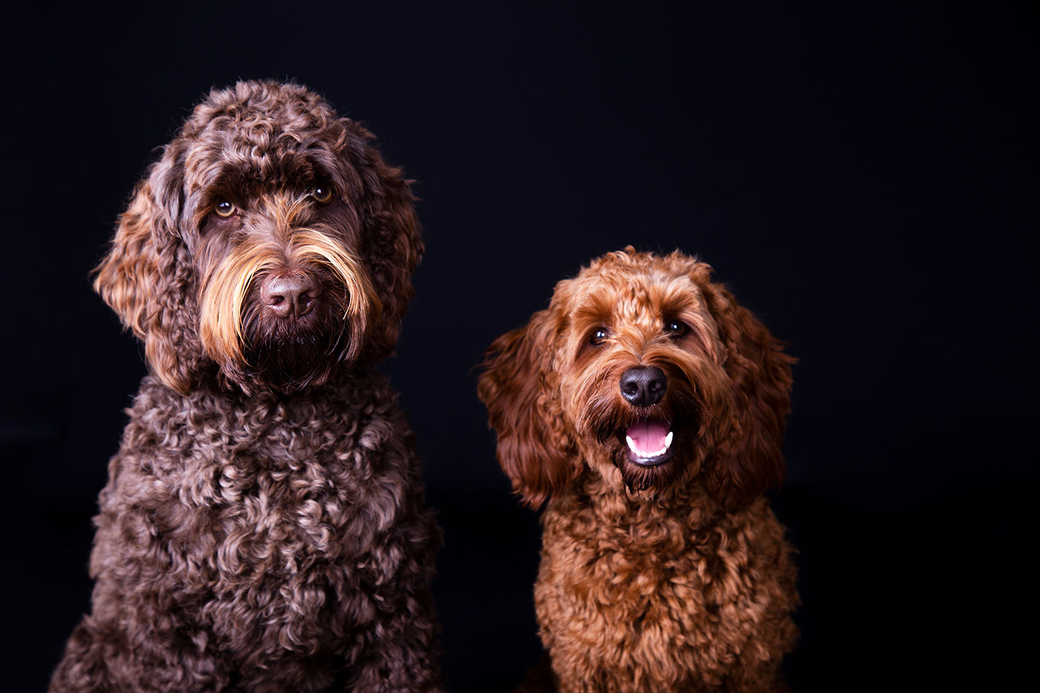 dierenfotograaf met fotostudio brabant