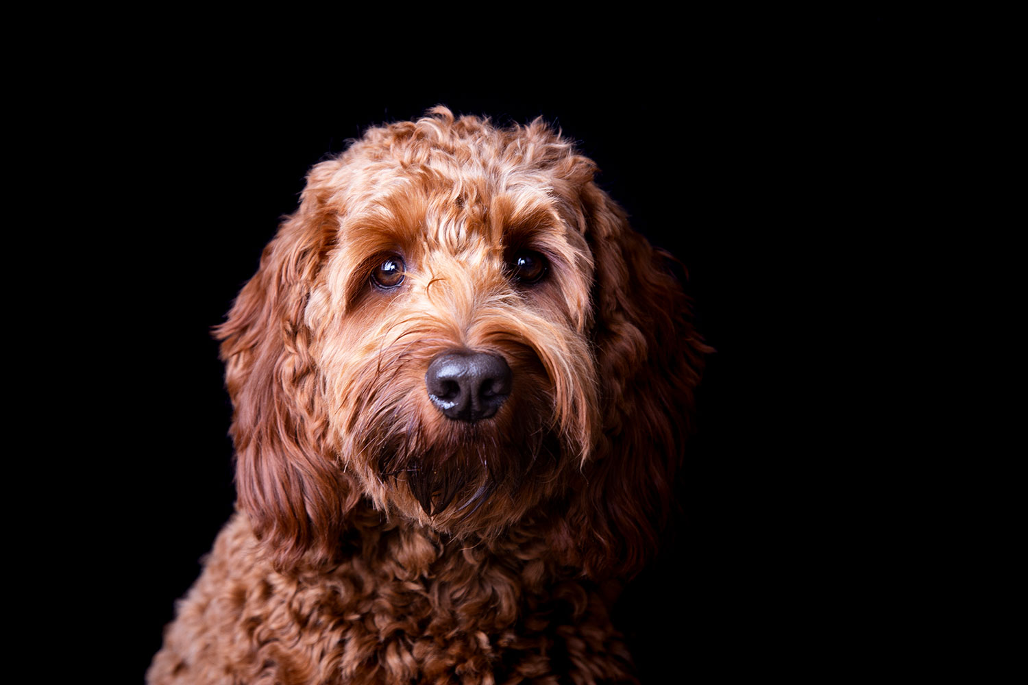 dierenfotograaf met studio