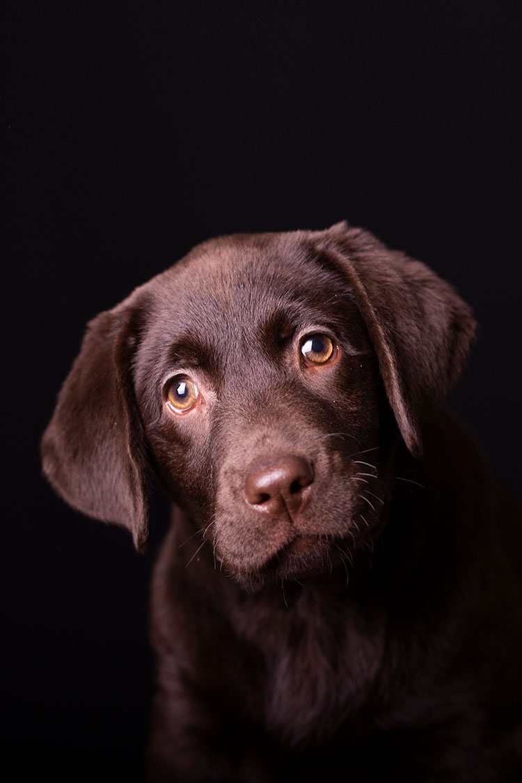 professionele honden fotograaf zeeland