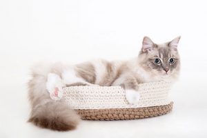ongewdongen katten fotoshoot fotograaf