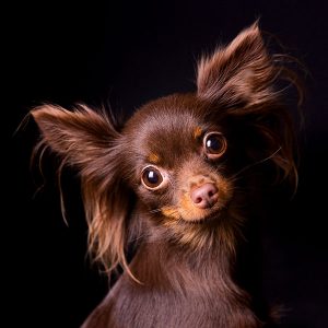 fotoshoot kleine hond