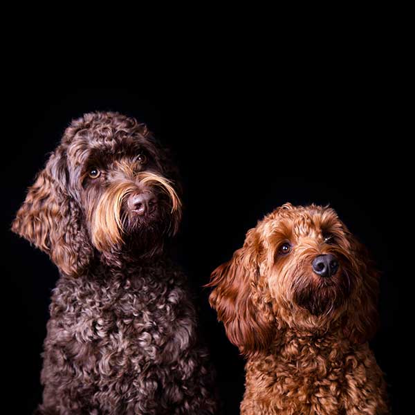 fotoshoot met 2 honden