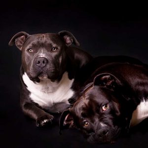 fotoshoot honden in studio