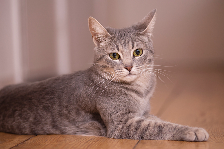 dierenfotograaf aan huis