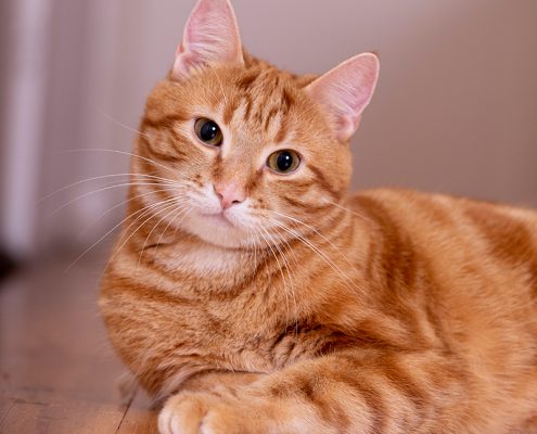 kattenfotograaf aan huis