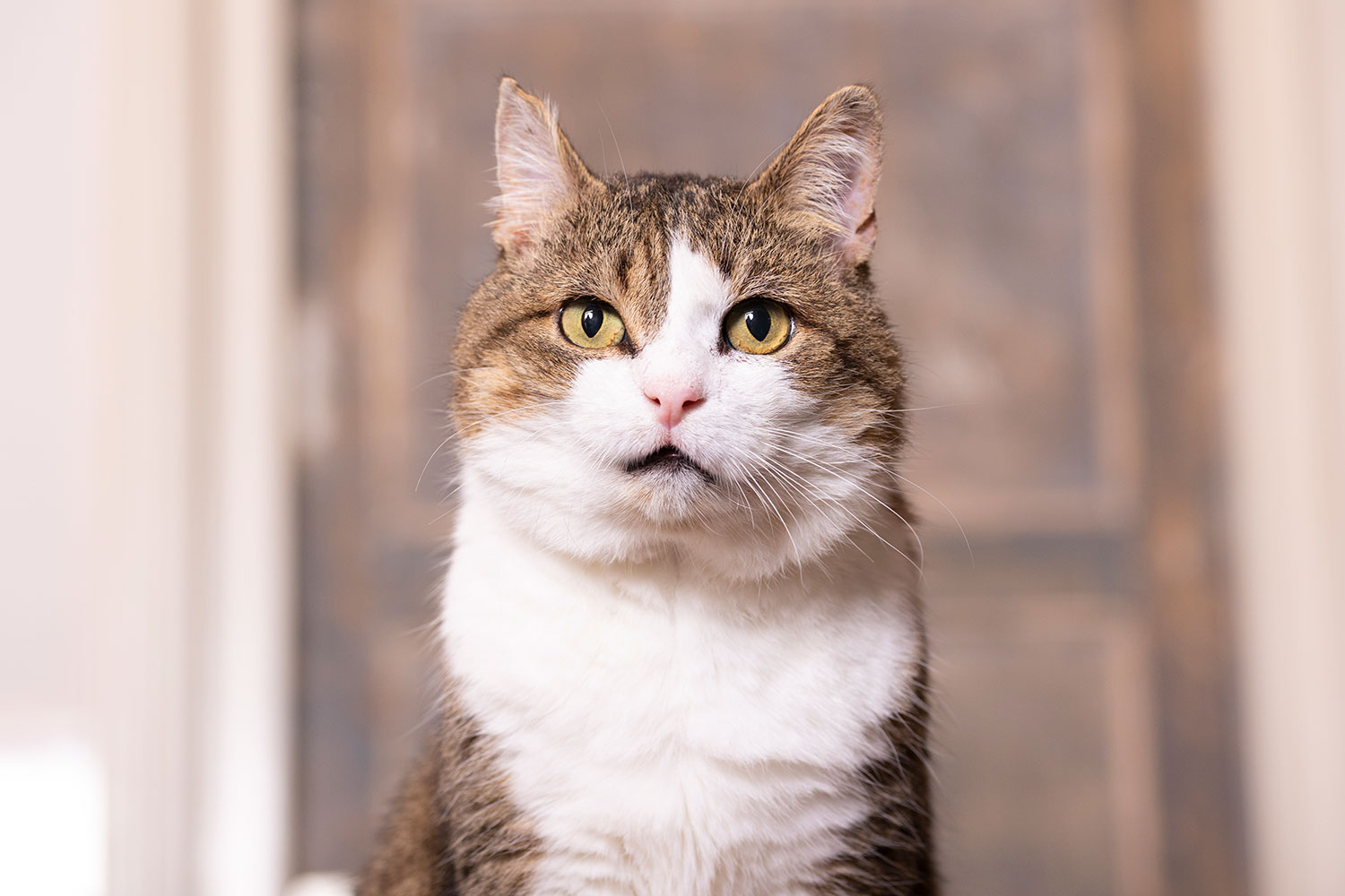 Fotoshoot kat-aan huis