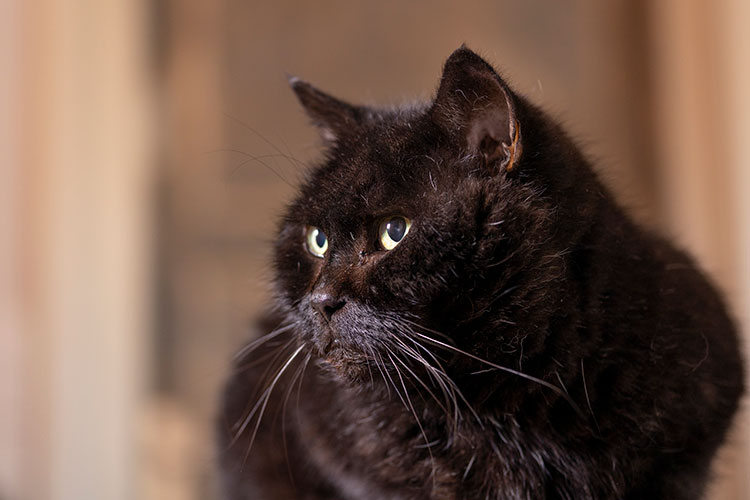 huiskatten fotoshoot