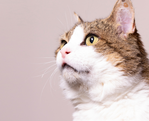 Katten fotoshoot aan huis