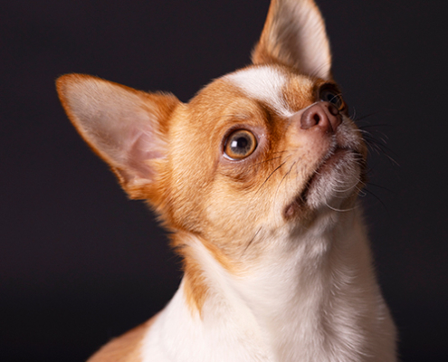 chihuahua fotoshoot aan huis fotograaf