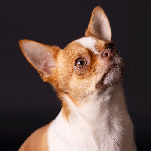 chihuahua fotoshoot aan huis fotograaf