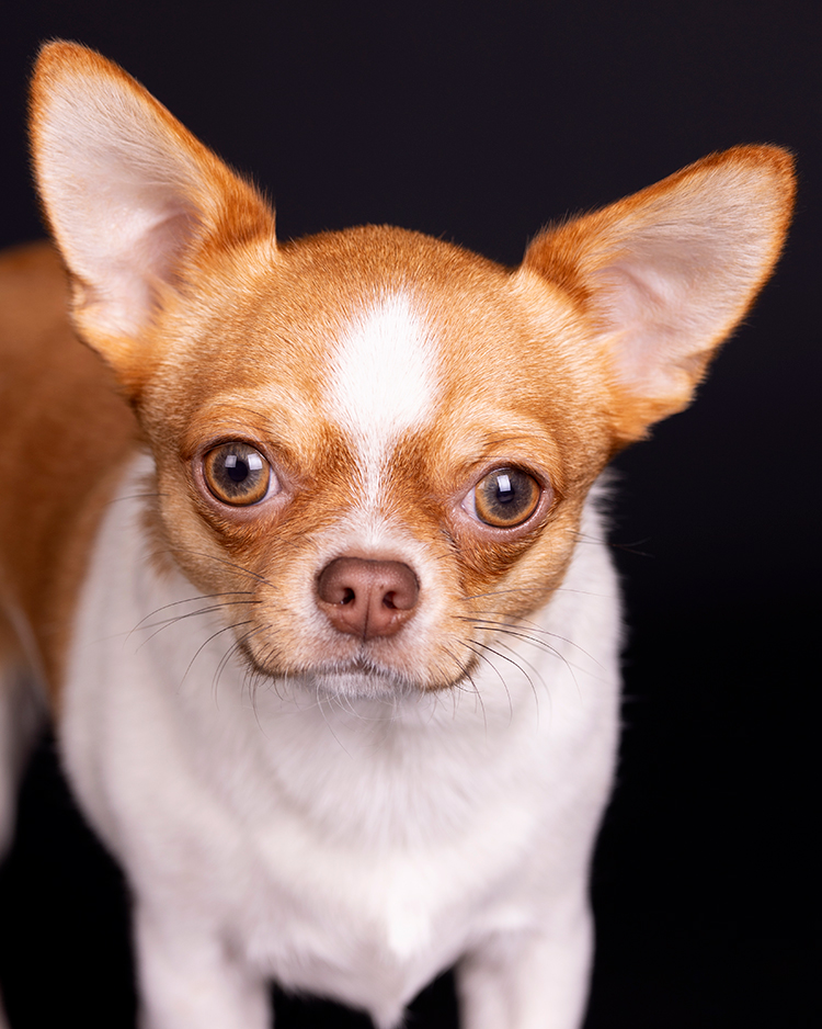 dierenfotos aan huis fotograaf