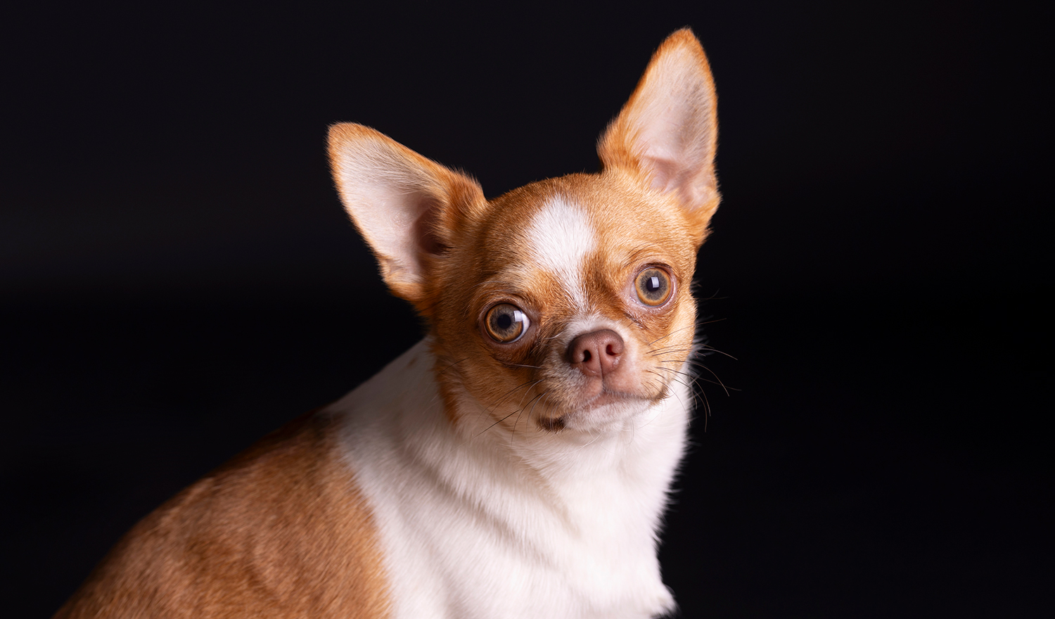 fotoshoot dierenfotograaf