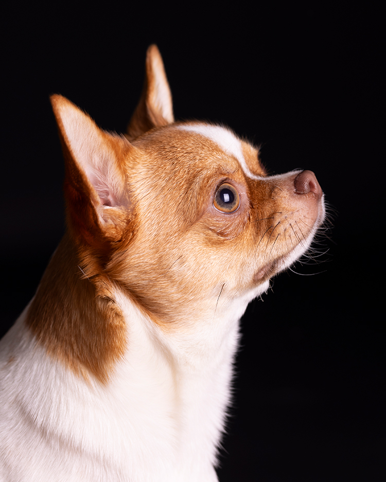 studiofotoshoot chihuahua aan huis