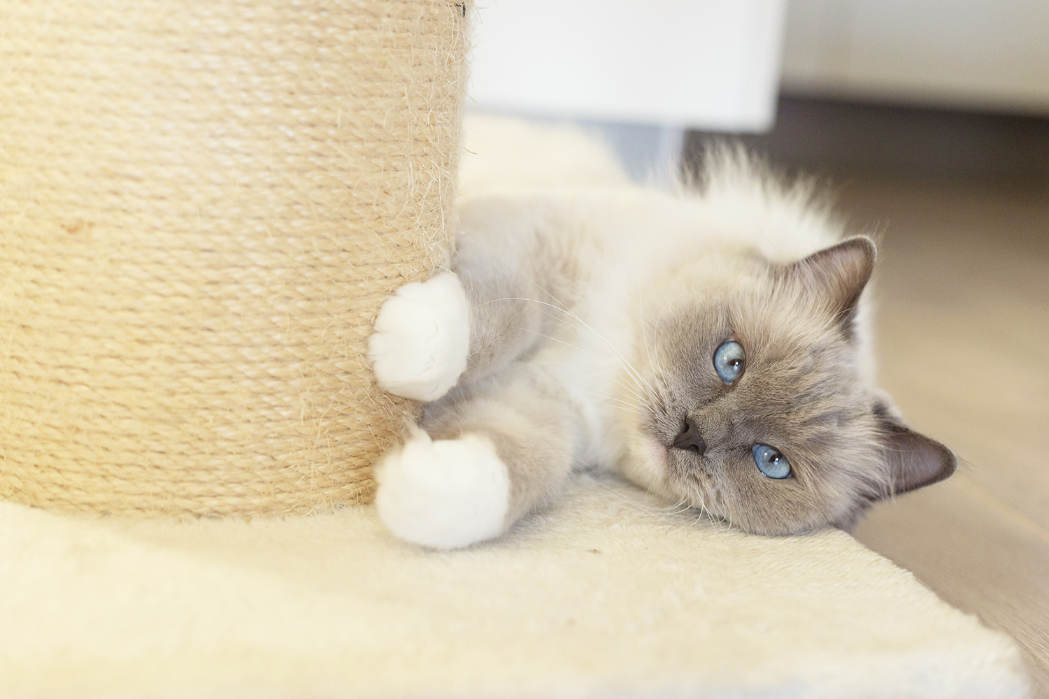 Kattenfotograaf Uden FotoSharonWillems